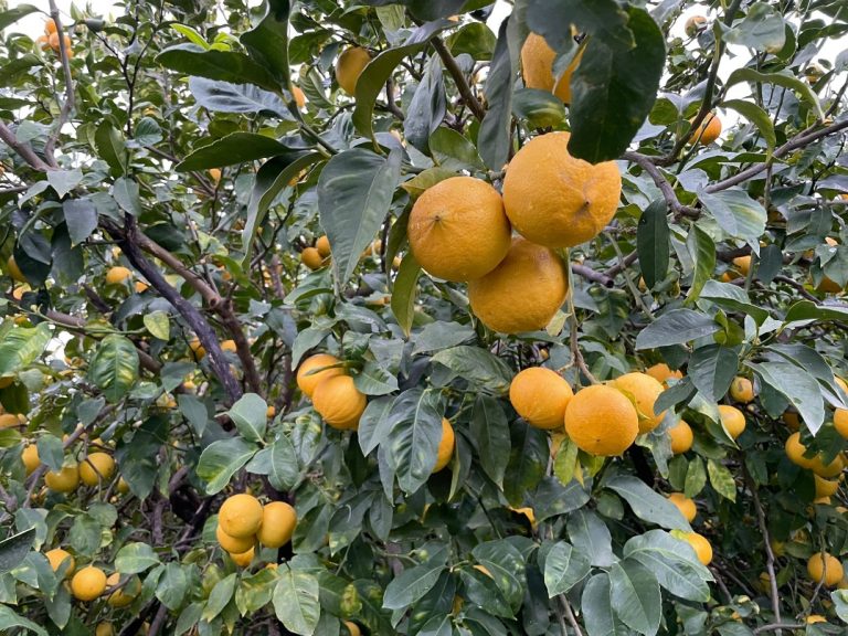 Agrumes Calabre et Sicile
