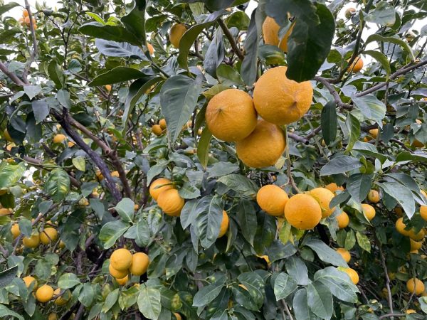Agrumes Calabre et Sicile