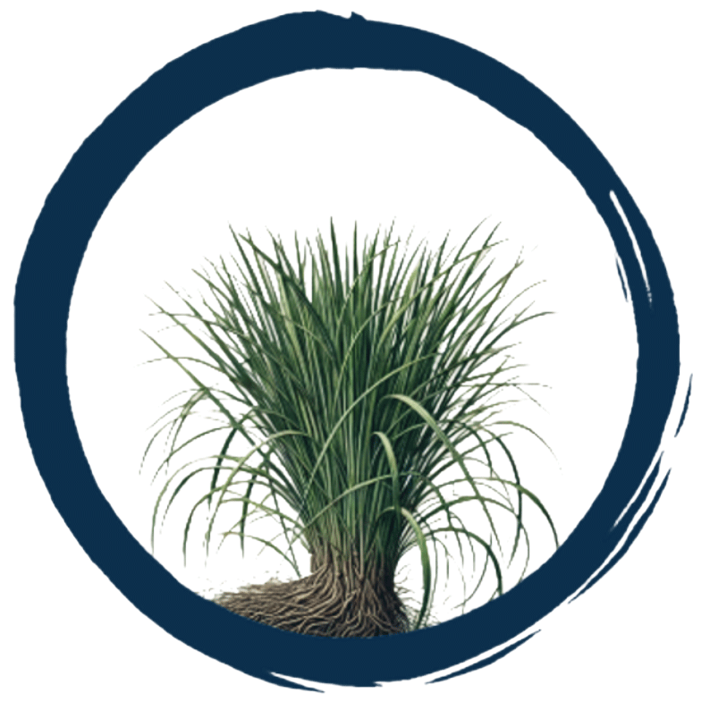 Huille essentielle Vétiver