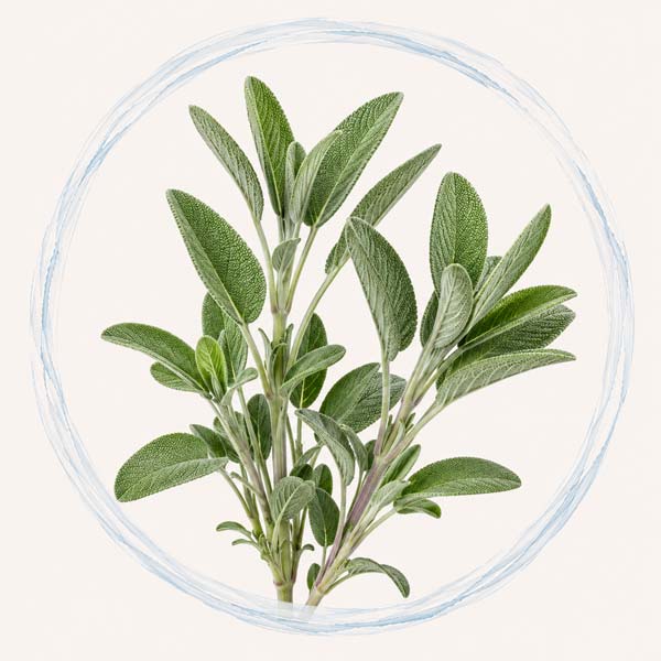 Hydrolat de sauge officinale